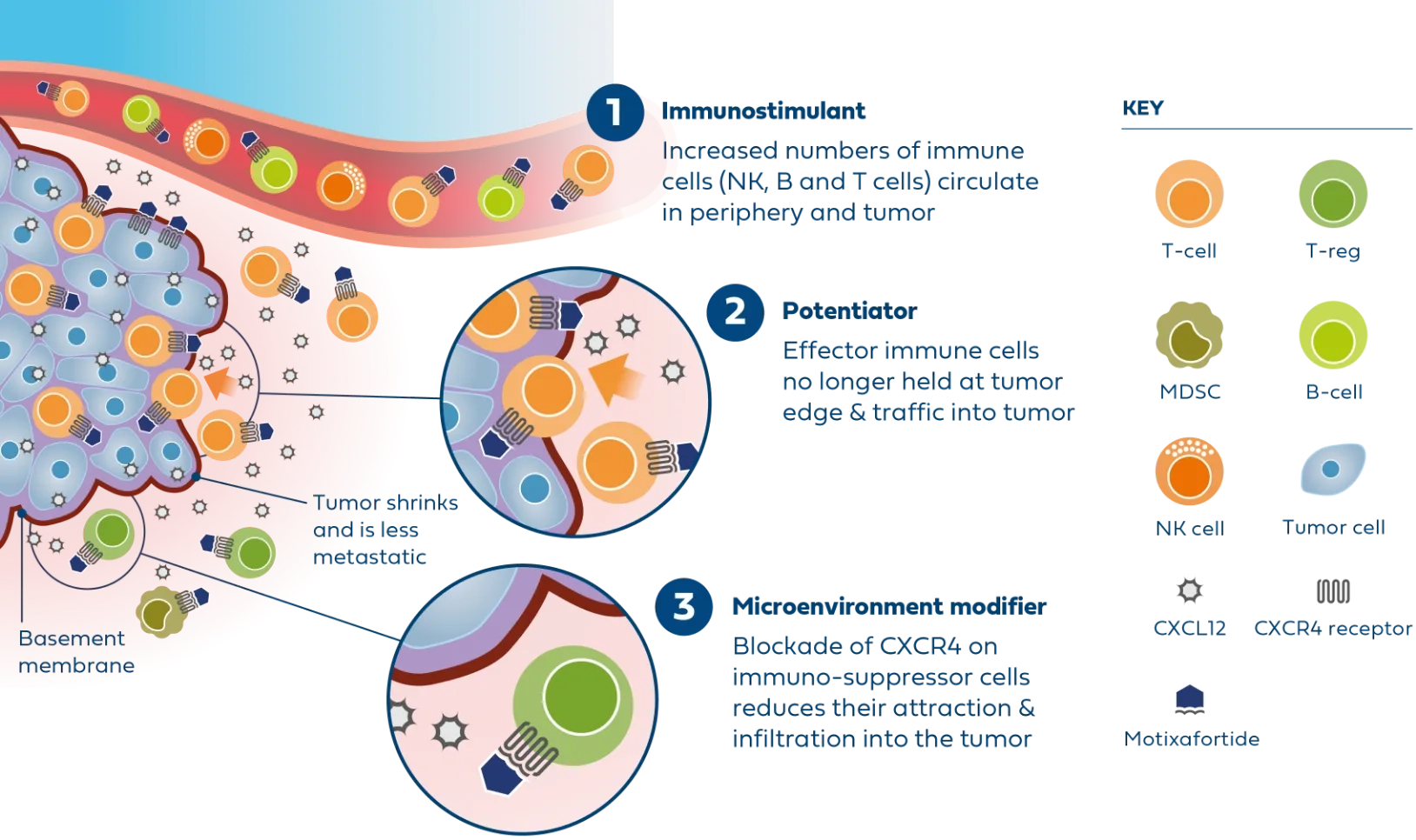 Scientific illustration depicting how motixafortide works in cancer immunotherapy